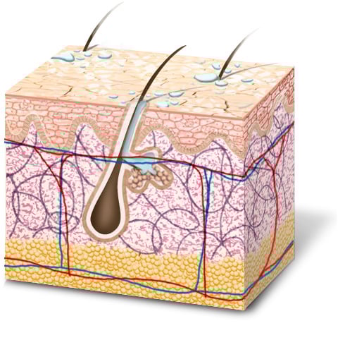 normal skin